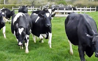 Herd Of Cows Have Not Seen Grass For Months. Watch Their Reaction When They Finally Touch It!