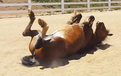 I Was Nervous When I Saw This Horse On His Back But When He Starts Farting I Can’t Stop Laughing!