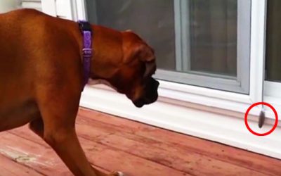 This Boxer Pup Sees A Feather For The First Time. Now Watch His Unexpected Hysterical Reaction!
