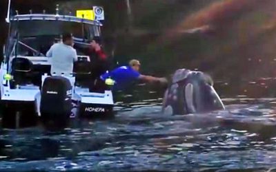 A Giant Whale Kept Swimming Up To These Guys. Then They Realized Something Was Seriously Wrong!