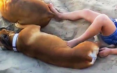 She Decides To Kick A Sleeping Dog At The Beach. Now Watch How He Gets His Unexpected Revenge!