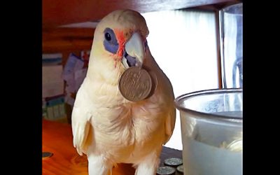 THIS Parrot Wants To Go Out For His Walk But Dad Says No. His Surprise Revenge Is Hilarious!