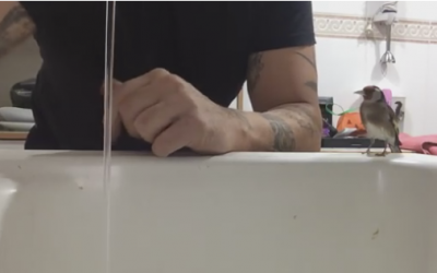 This Man Places His Hands Under The Water. Now Keep Your Eyes On What His Bird Does.