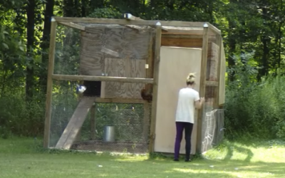 This Woman Lets Her Chickens Out Of Their Coop. What Comes Out Is Hysterical!