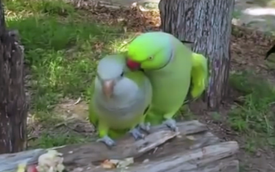 At First This Looked Like A Normal Bird But What He Says To His Girl Is Priceless!