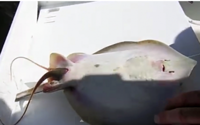 He Catches A Stingray and Is About To Throw It Back. But When He Presses On Its Belly THIS Came Out