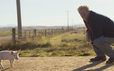 He Found a Lost Piglet and Tried To Find The Owner. When He Realizes Who It Is It Tore My Heart Up!