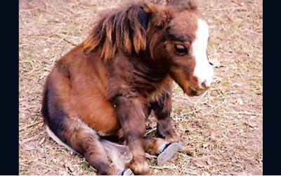 Video: This Pony Was Named The World’s Smallest Horse But What She Does For Others Melted My Heart!