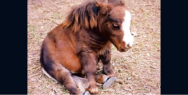 Video: This Pony Was Named The World's Smallest Horse But What She Does