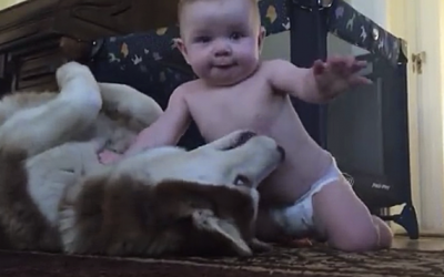 Baby Crawls On Top Of This Husky. Now Watch The Dog’s Unexpected Surprise Reaction!