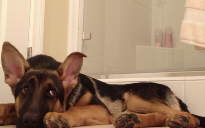 This Pup’s Human Starts Singing In The Shower. His Response Is Hilarious!