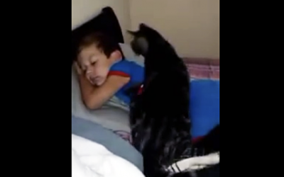 THIS Cat Was Separated From His Human For Days. Now Watch Unexpected Reaction When He Gets up!