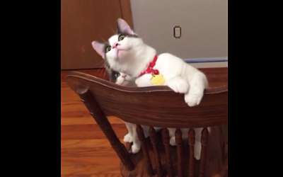Cat Sees a Fan For The First Time Ever. Now Watch His Friends Hilarious Next Move!