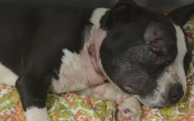 They Walked Outside and Saw A Puppy Who Escaped From A Dog Fighting Ring. What Follows Is INCREDIBLE