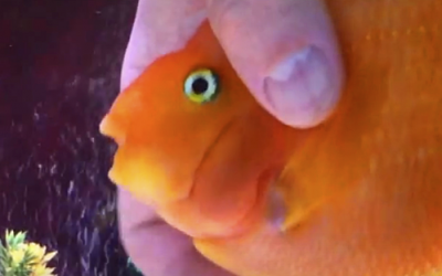 He Grabs His Fish By The Face. In My Whole Life I Have Never Seen Anything Like THIS