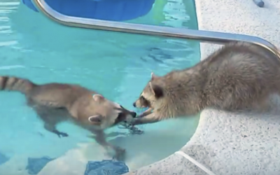 This Raccoon Wants To Swim In The Pool But His Bro Is Freaking Out. His Reaction Is Hysterical!