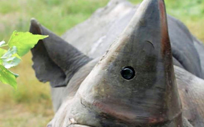 I Noticed A Weird Spot On THIS Rhino’s Horn. When I Realized What It Was It Will Save The Species!