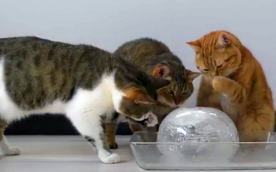 10 Cats Discover A Huge Ball Of Ice What They Do Next Will Melt Your Heart