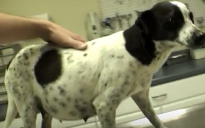 They Were About To Put Down This Pregnant Dog When The Vet Stepped In. You Need To See THIS Litter!