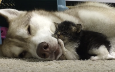 This Tiny Kitten Was Terrified and Nervous In Her New House. Until The Dog Did THIS