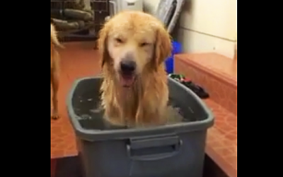 THIS Pup Jumps Into His Brand New Bath Tub. But His Next Move Is Just Priceless.