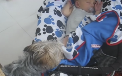 Mama Caught Her Pup Doing Something Very Strange To The New Baby! I Never Expected THIS