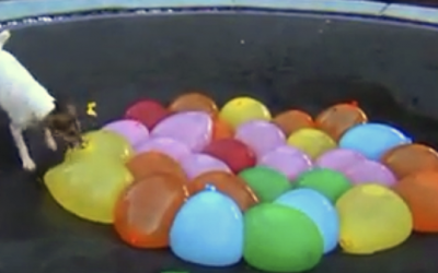 They Gave Their Dog A Bunch Of Water Balloons. The Result Is Hilarious!