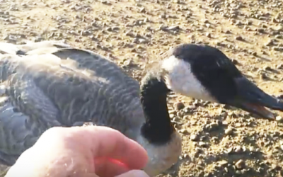 VIDEO: He Stops His Car On The Road When He Sees This Lost Goose. What Happens Next INCREDIBLE!