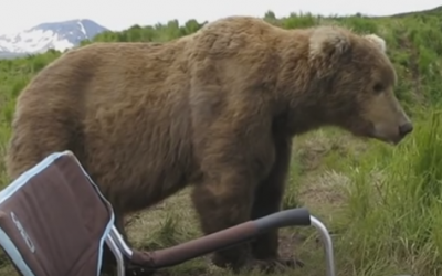 Bear Decides To Sit Next To This Guy At His Campsite. I Had To Hold My Breath While Watching THIS