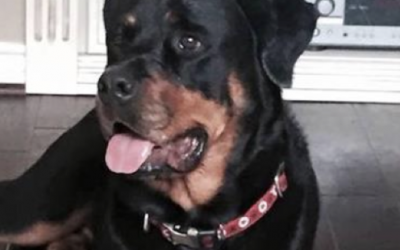 Her Dog Died 2 Days After She Gave Him A New Toy. This Is Something Every Dog Owner Needs To Read