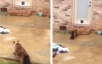This Guy Spent Over An Hour Putting In His New Cat Door. But Then THIS Happened Instead!