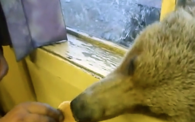 THIS Wild Bear Came To This Man’s Window Looking For Food At :07 Seconds It’s Hilarious!
