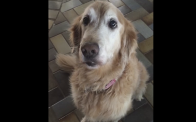 Video: The Caught Their Dog’s Priceless Response To Her Cancer Test Results On Video. That Face!