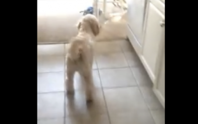 Video: She Can’t Find Her Pair Of Glasses. Then She Realizes Her Dog Did THIS