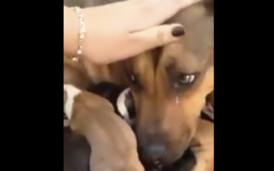 Mama Dog Thought Her Pups Were Gone For Good. But Watch Her Reaction When They Are Reunited