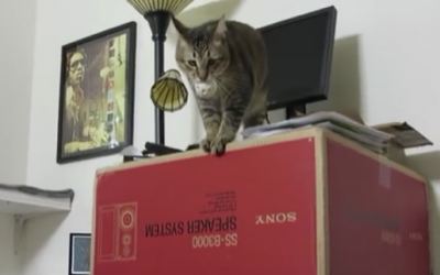 Nobody Believed Him When He Described The Cat’s Before Dinner Ritual So They Caught THIS On Film