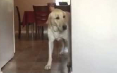 This Pup Is Scared Of The Carpet. How He Overcomes His Fear Is An Unexpected Surprise!