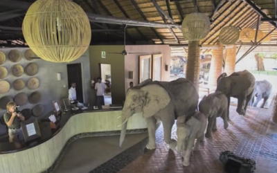 These Wild Elephants Take This Walk Once A Year. But Watch What They Caught On Video!