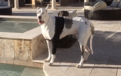 Human Tells Giant Great Dane He Can’t Go Swimming. He Responds With The Most Hysterical Hissy Fit.