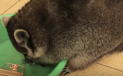 She Films Her Raccoon Washing His Toys Until She Notices He’s Washing THIS Unexpected Surprise!
