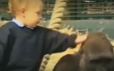 THIS Little Girl Tries To Pet The Gorilla. Moments Later The Unexpected Tore My Heart Up!