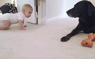 This Pup’s Baby Sister Is About To Crawl For The First Time. Now Watch The Dog’s Reaction!