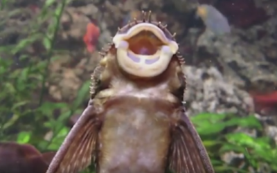 As Soon As This Strange Fish Opens His Mouth Starts Making THIS Sound I Can’t Stop Laughing!