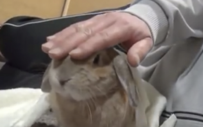 Every Time This Spoiled Little Bunny’s Human Stops Petting Him He Throws The Funniest Hissy Fit