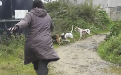 She Spots A Helpless Fox Being Attacked By A Pack Of Hounds. Her Reaction Puts Her Life At Risk!