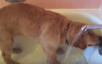 This Puppy Gives Himself A Bath. But What The Camera Caught Him Doing After Is So Funny!