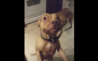 These Guilty Dogs Are So Happy To See Their Human Until They Realize He Knows What They DID