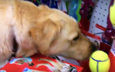 Abused And Neglected Dog Is Rescued. Her Reaction When She Picks Out Her First Toy Ever Is PRICELESS