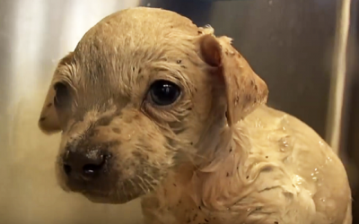 This Puppy Had Been Living In The Trash. Now Watch Her Mom’s Reaction When They Try To Save Her!