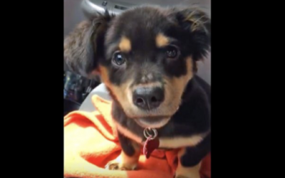 Mom Says Nope He Can’t Sit On Her Lap In The Car. The Pup Then Throws The Funniest Hissy Fit!